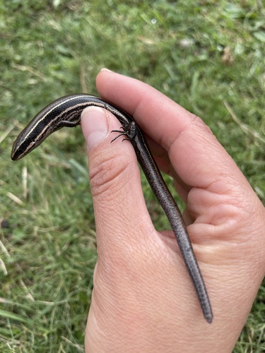 Cope's Skink, Plestiodon copei