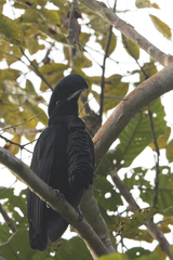 Cephalopterus penduliger