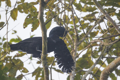 Cephalopterus penduliger