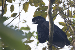Cephalopterus penduliger