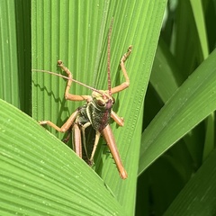 Staleochlora arcuata