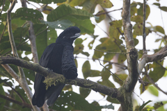Cephalopterus penduliger