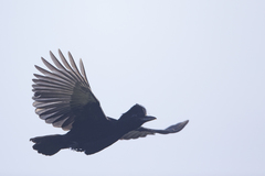 Cephalopterus penduliger