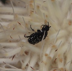 Oxythyrea testaceoguttata
