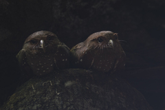 Steatornis caripensis