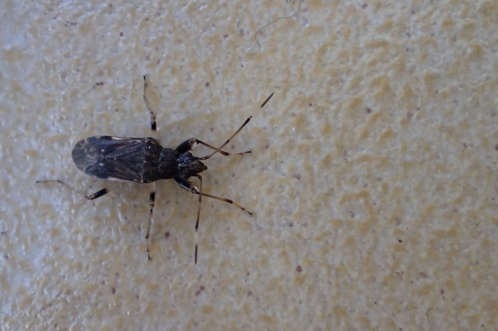 Froeschneria piligera