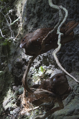 Steatornis caripensis