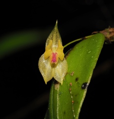Lepanthes dunstervilleorum