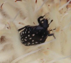 Oxythyrea testaceoguttata