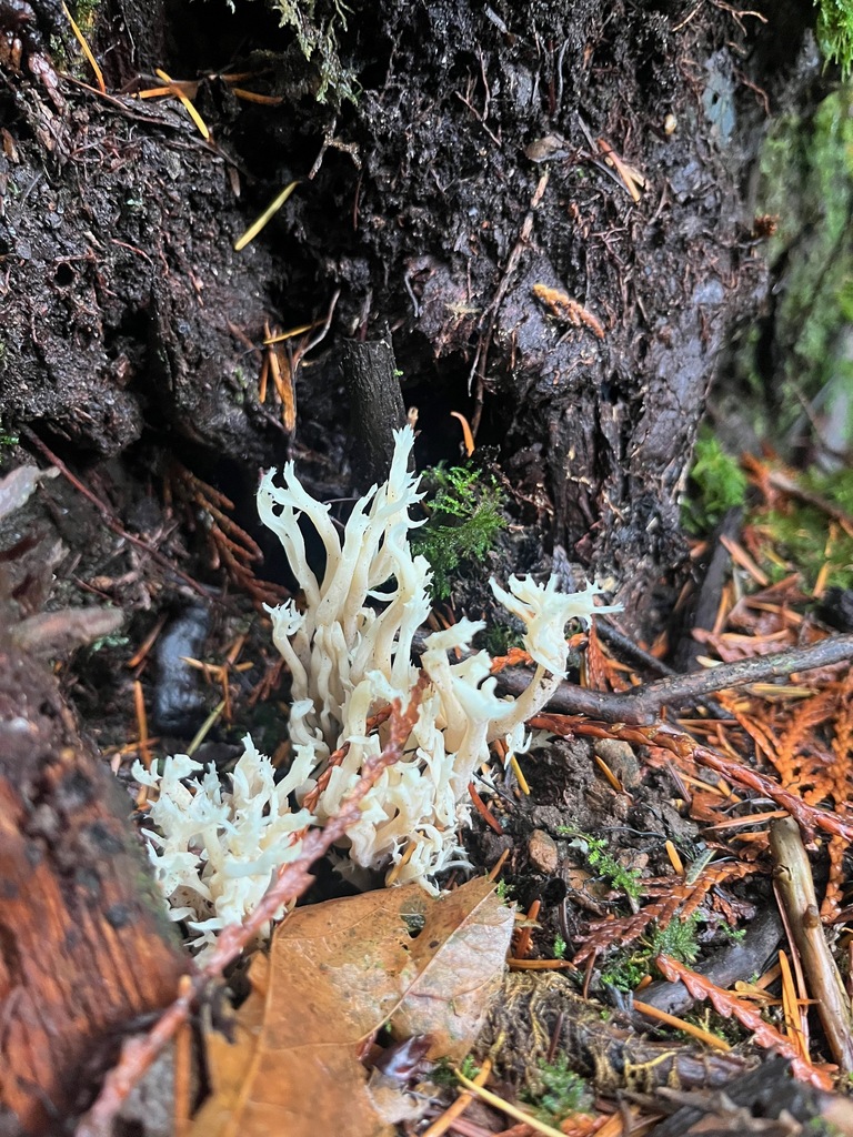 Clavulina sp. 'coralloides-PNW01' · November 2025 · photo: © enspring (iNaturalist, cc0)