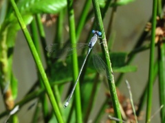Lestes dissimulans