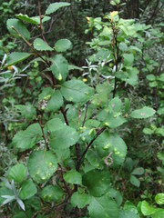 Betula humilis