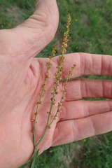 Rumex woodii