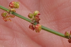 Rumex woodii