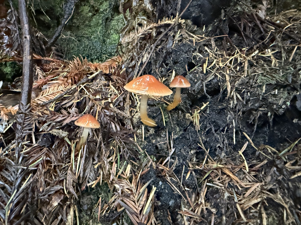 Gliophorus psittacinus · November 2025 · photo: © thehyphaemovement (iNaturalist, cc-by-nc)