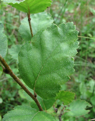 Betula humilis