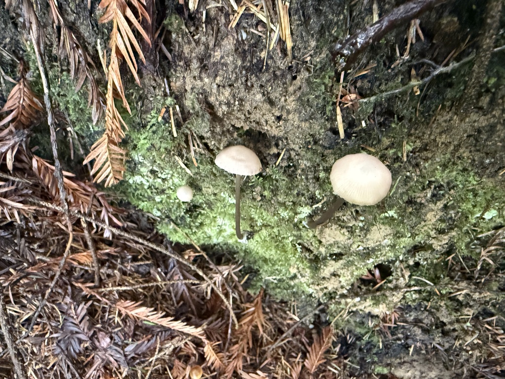 Entoloma bicoloripes · November 2025 · photo: © thehyphaemovement (iNaturalist, cc-by-nc)