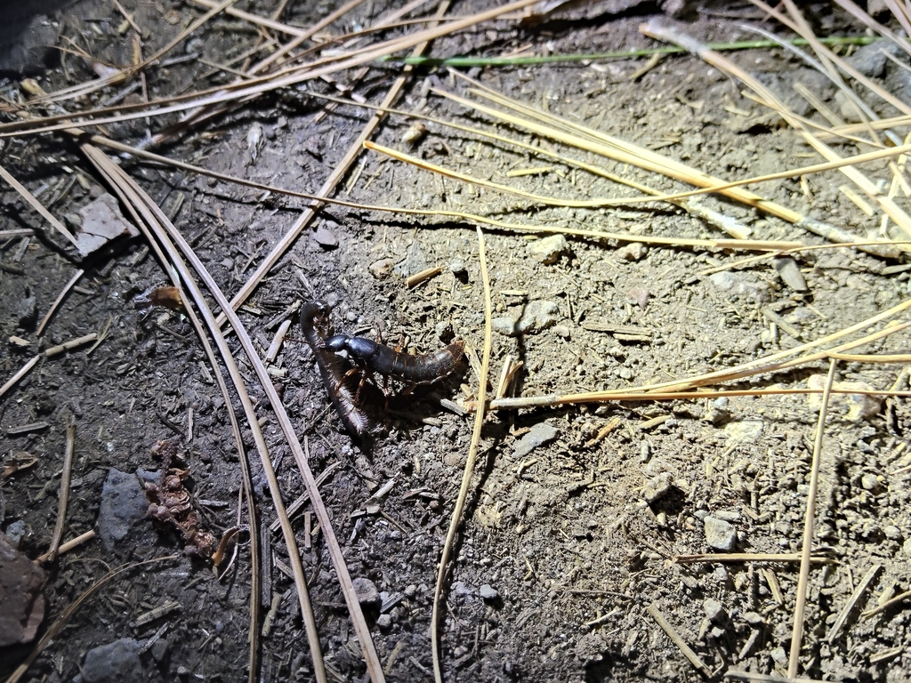 Ocypus affinis