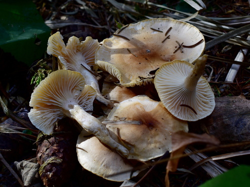 Hygrophorus discoideus, 2025-11-15