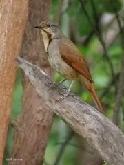 Cichladusa arquata