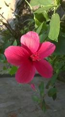 Hibiscus