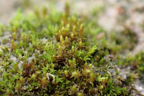 Bryoerythrophyllum ferruginascens observed 2025-11-16
