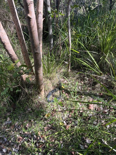Red-bellied Black Snake sighting
