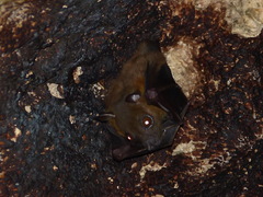 Cynopterus brachyotis