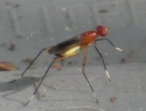 Unknown species found near MFV,PH - St. Nicholas, Jacksonville, FL 32207, USA