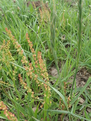 Rumex woodii
