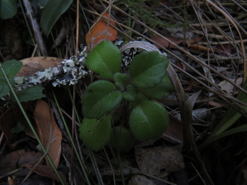 Plectranthus verticillatus