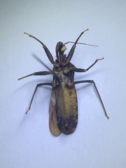 Opisthacidius