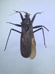 Opisthacidius