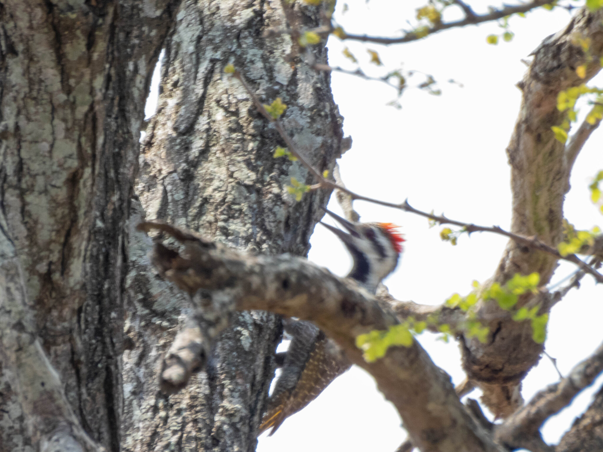 Bearded Woodpecker illustration