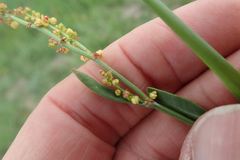 Rumex woodii