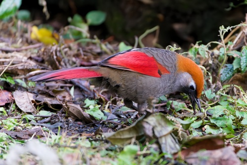 Red-tailed Laughingthrush (Trochalopteron milnei), photo 5