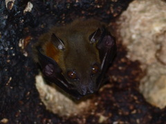 Cynopterus brachyotis