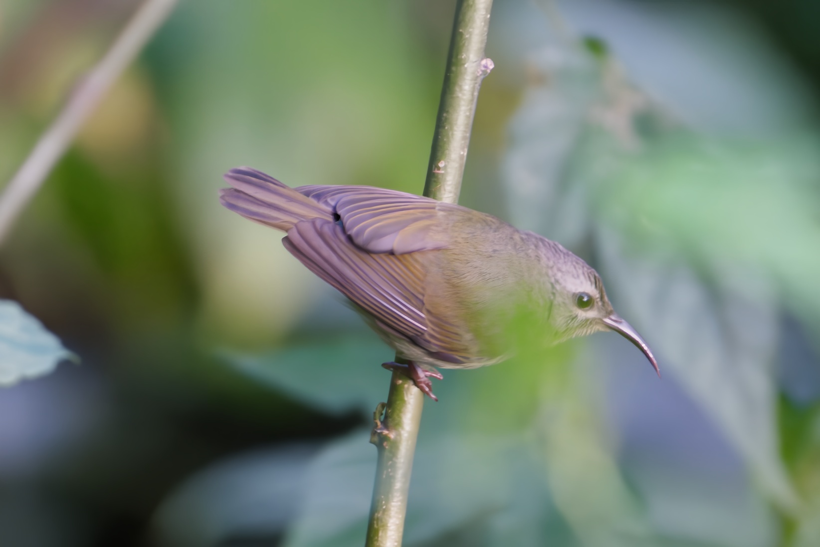 Black-throated Sunbird