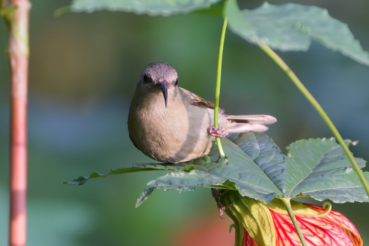 Black-throated Sunbird