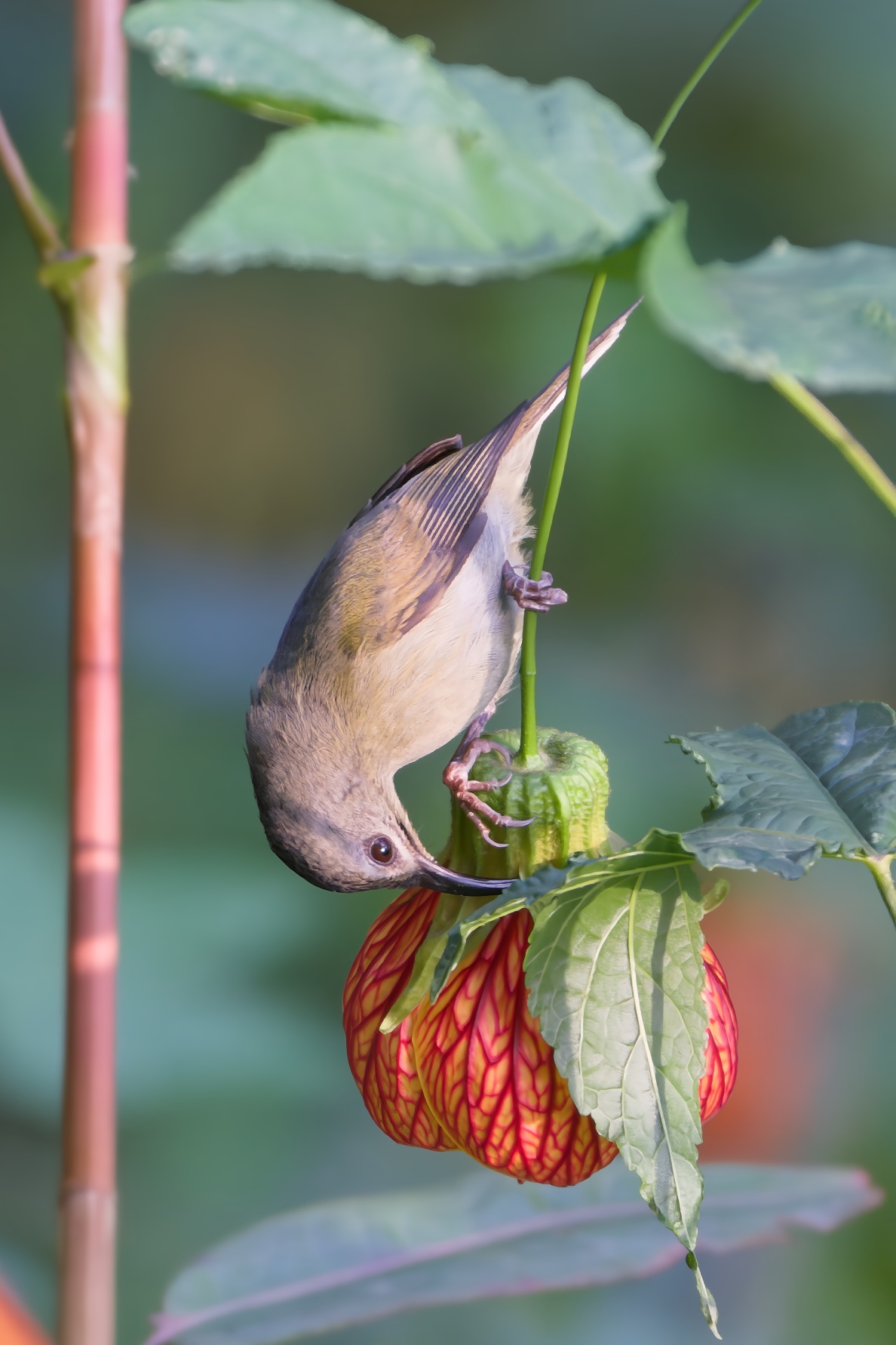 Black-throated Sunbird