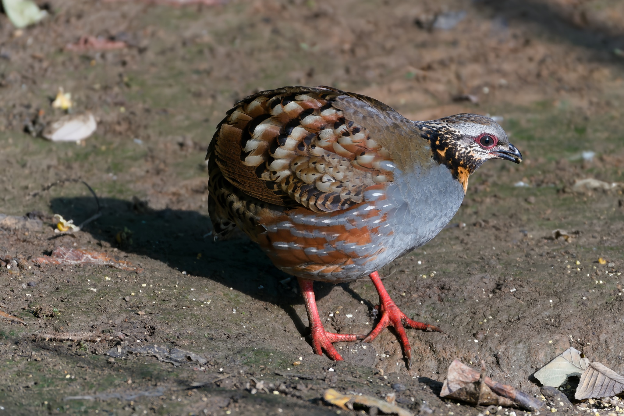 Rufous-throated Partridge
