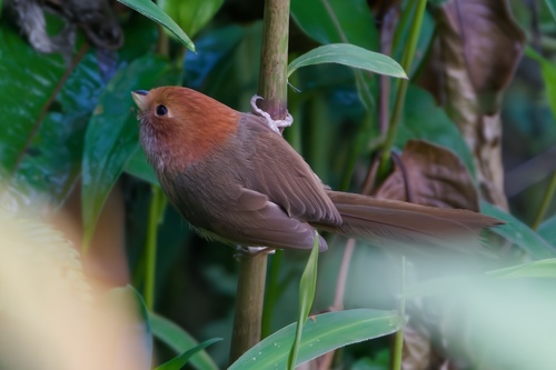 Brown-winged Parrotbill (Suthora brunnea), photo 2