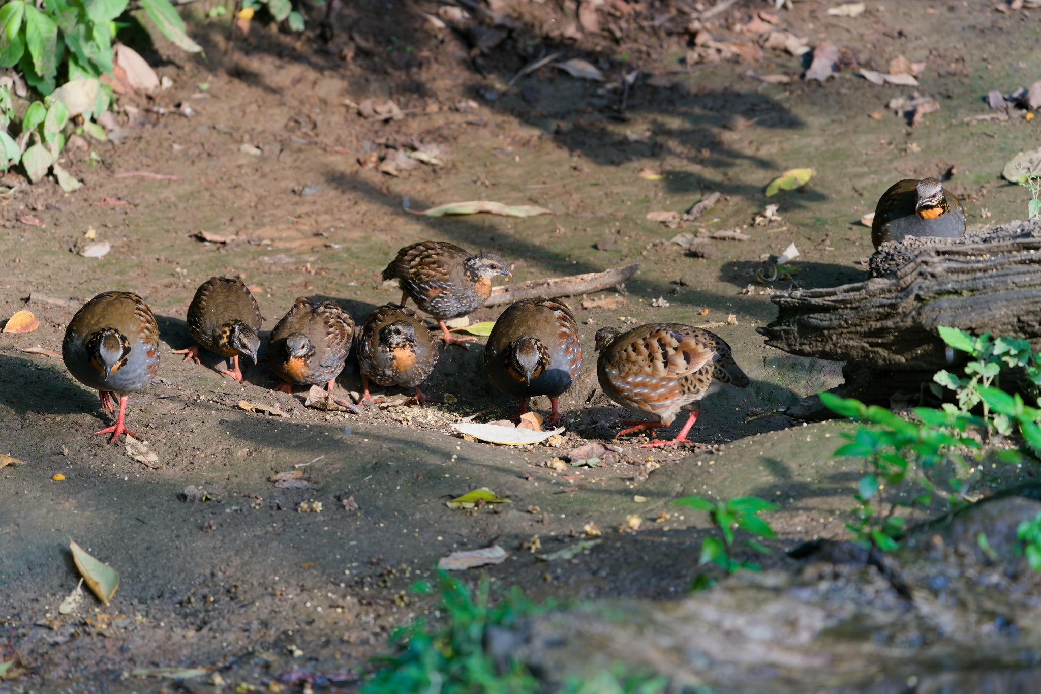 Rufous-throated Partridge