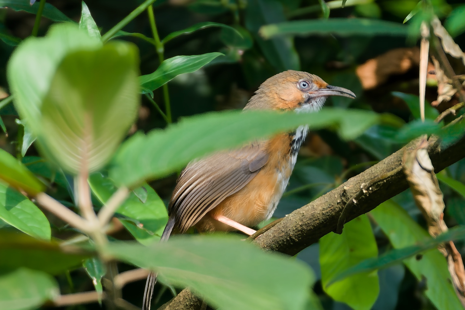 Black-streaked Scimitar Babbler