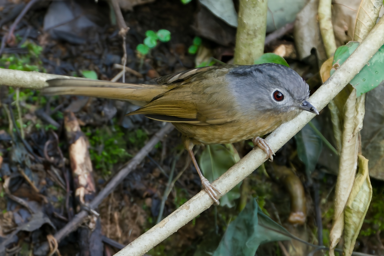 Yunnan Fulvetta