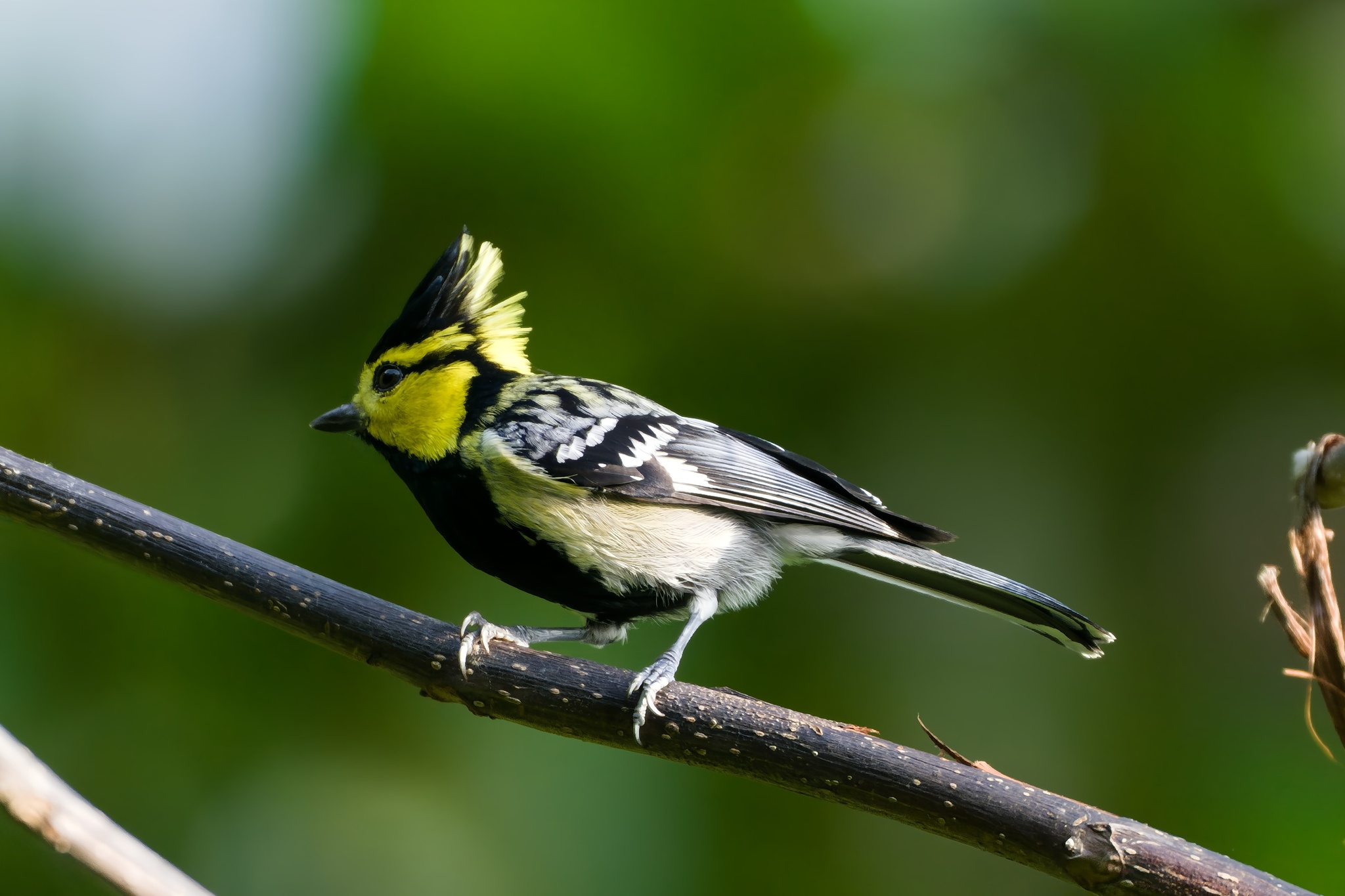 Yellow-cheeked Tit