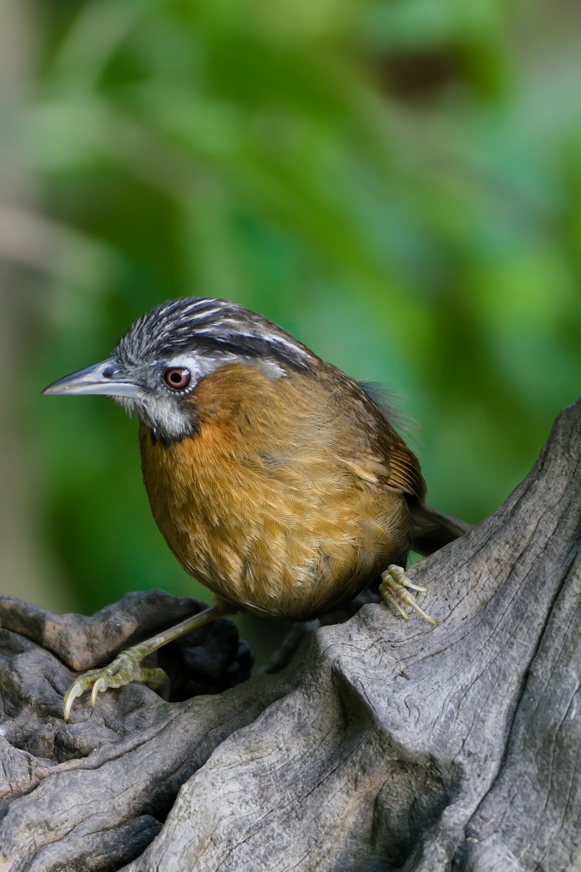Grey-throated Babbler