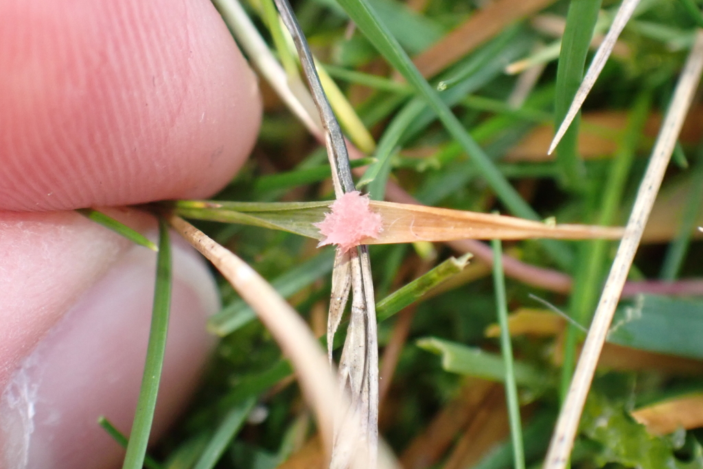 Laetisaria roseipellis