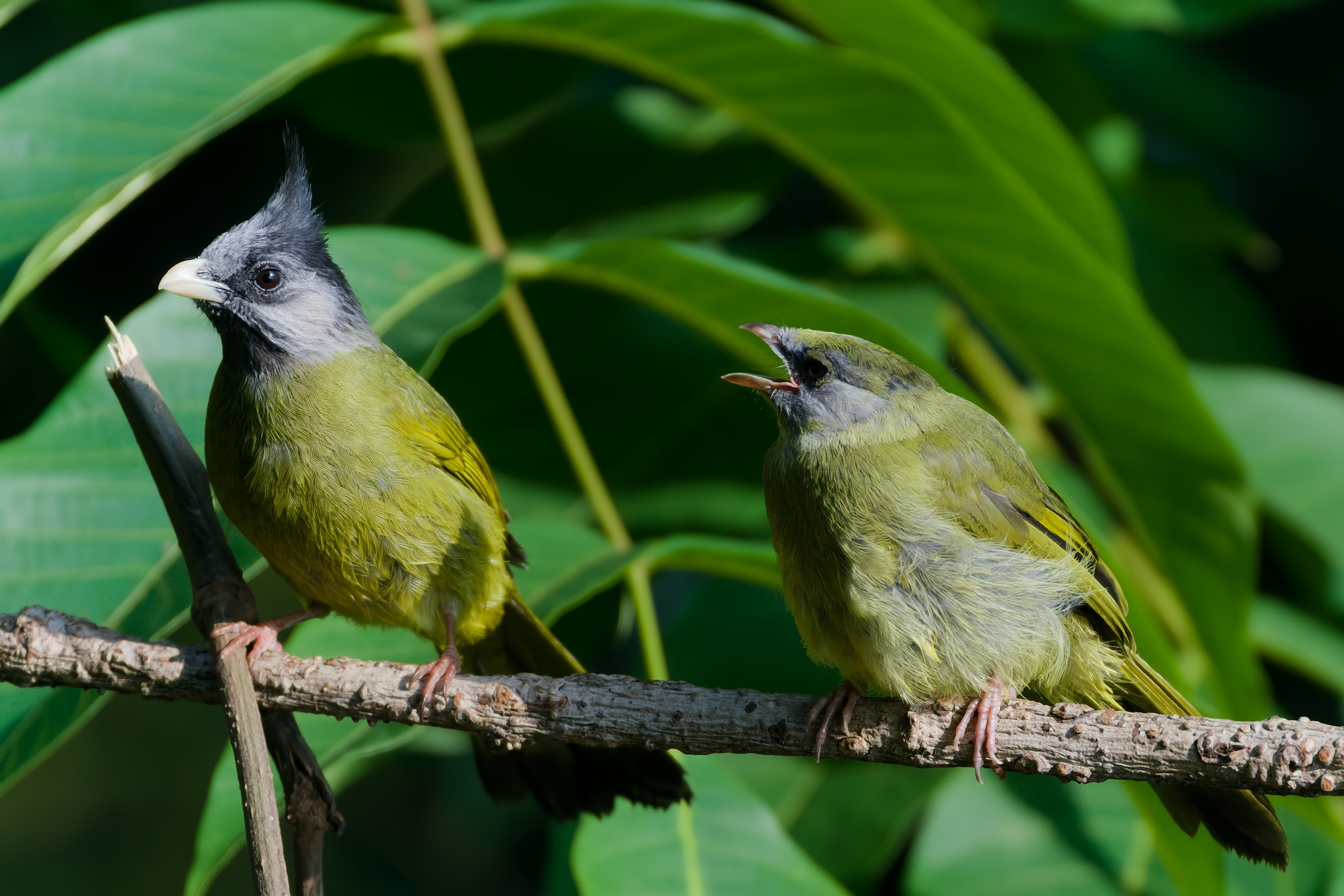 Crested Finchbill