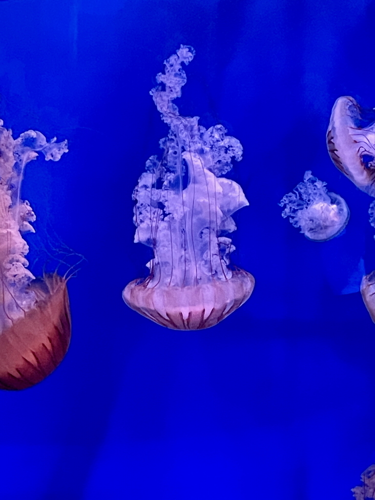 Photo of a Atlantic Sea Nettle